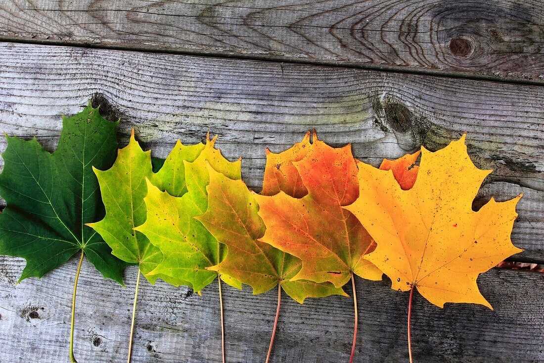 Unveiling Autumn’s Palette: The Science of Leaf Color Changes and Environmental Triggers