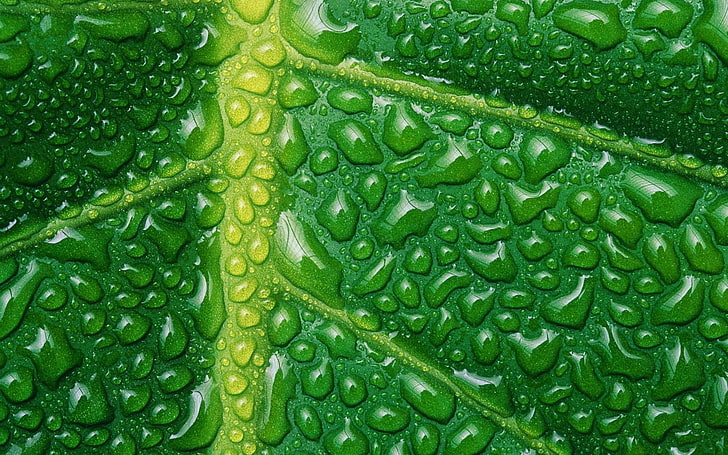 “Transpiration and Plant Cooling Mechanisms” – Deep dive into plant temperature regulation.
