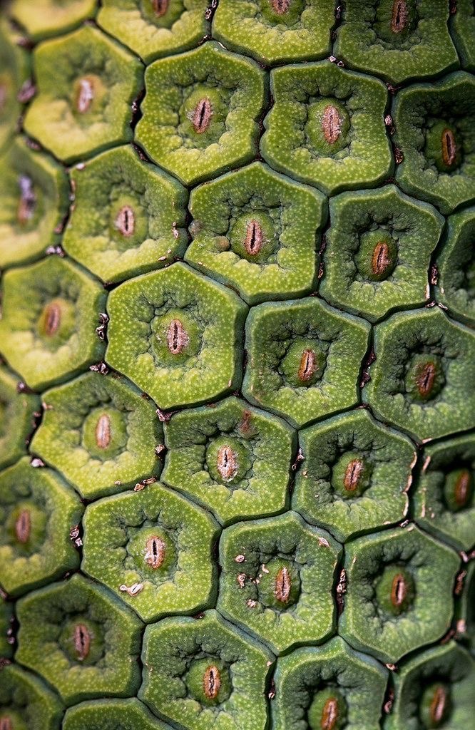 Techniques To Study Stomatal Behavior and Transpiration in Plant Research