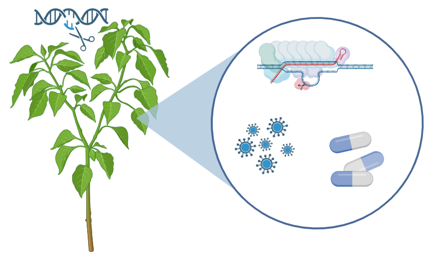 CRISPR Beyond Gene Editing: Innovative Applications in Agriculture