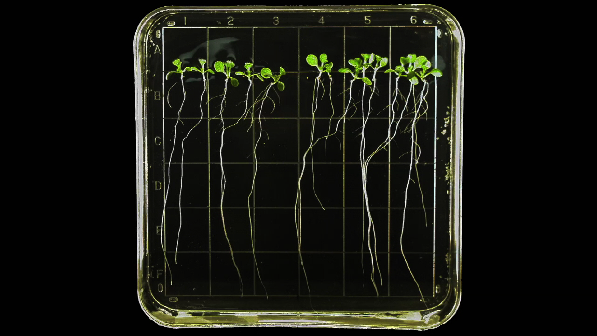 Plants under microgravity