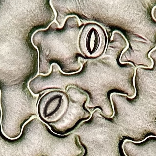 A detailed procedure for measuring stomata density in plants