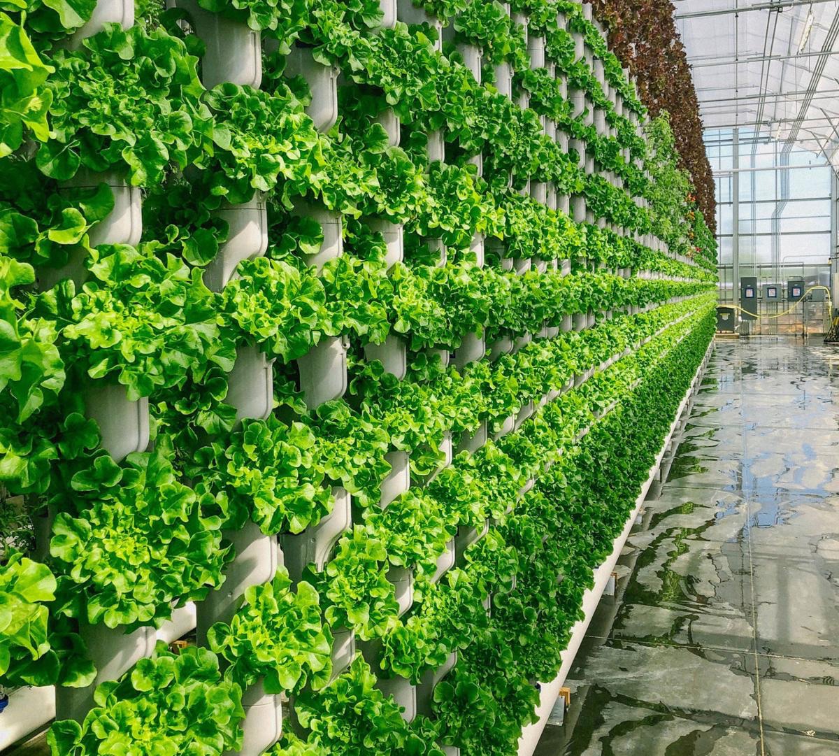 Vertical Farming and Controlled Environment Agriculture: Revolutionizing Sustainable Food Production