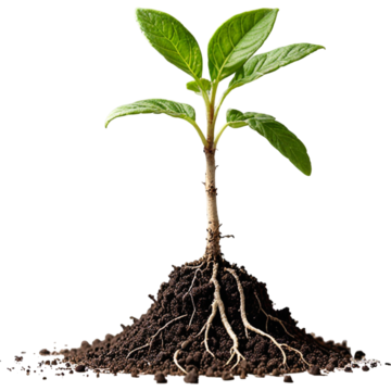 Root and shoot