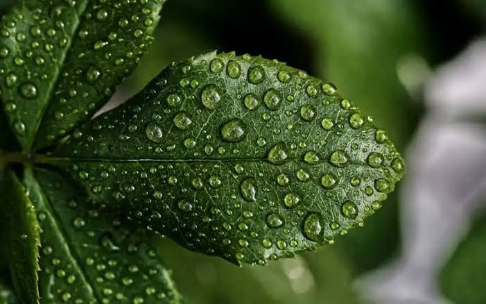 Cuticle Responses to Environmental Stresses