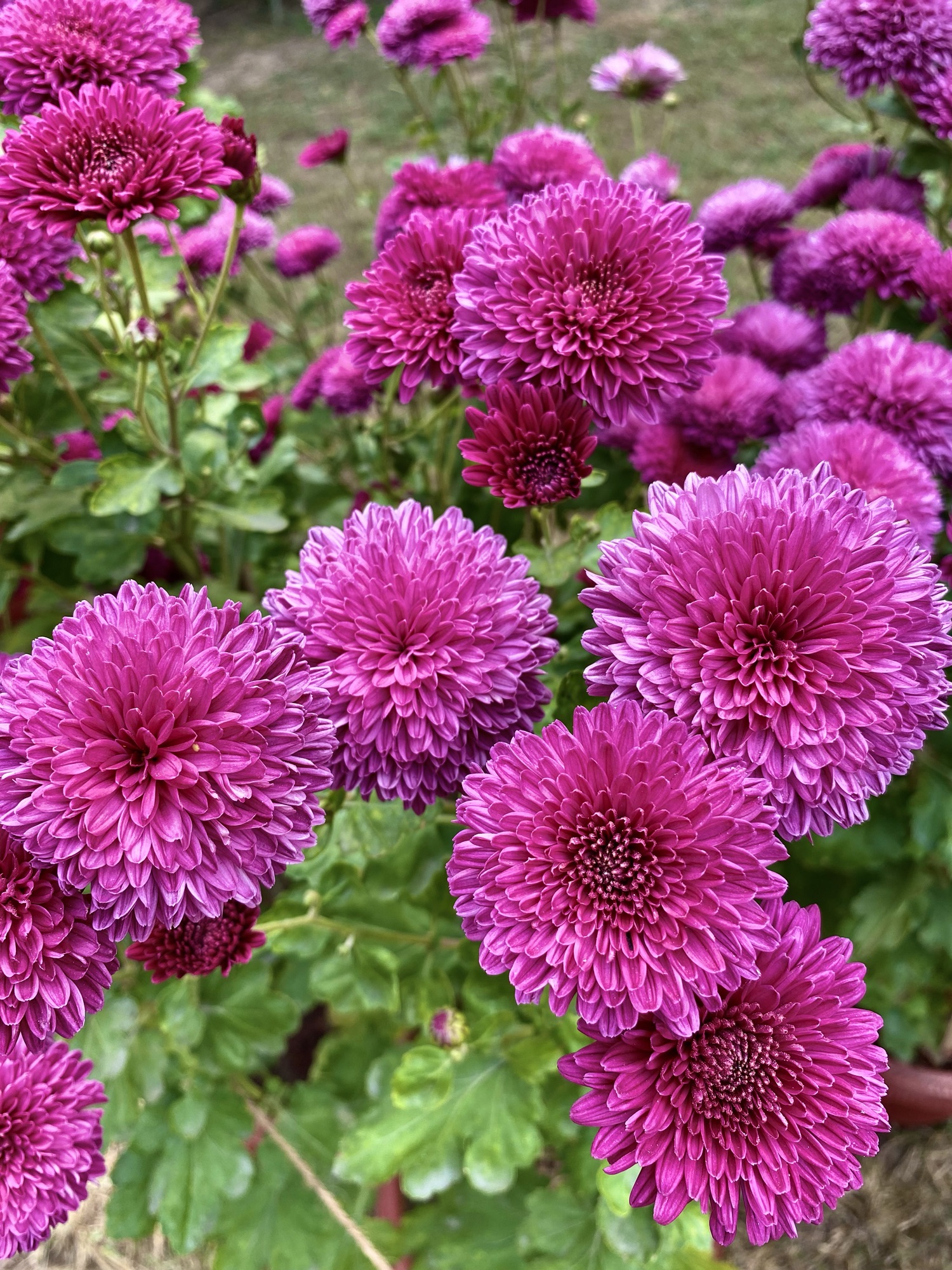 How Flowers Get Their Colors: The science behind