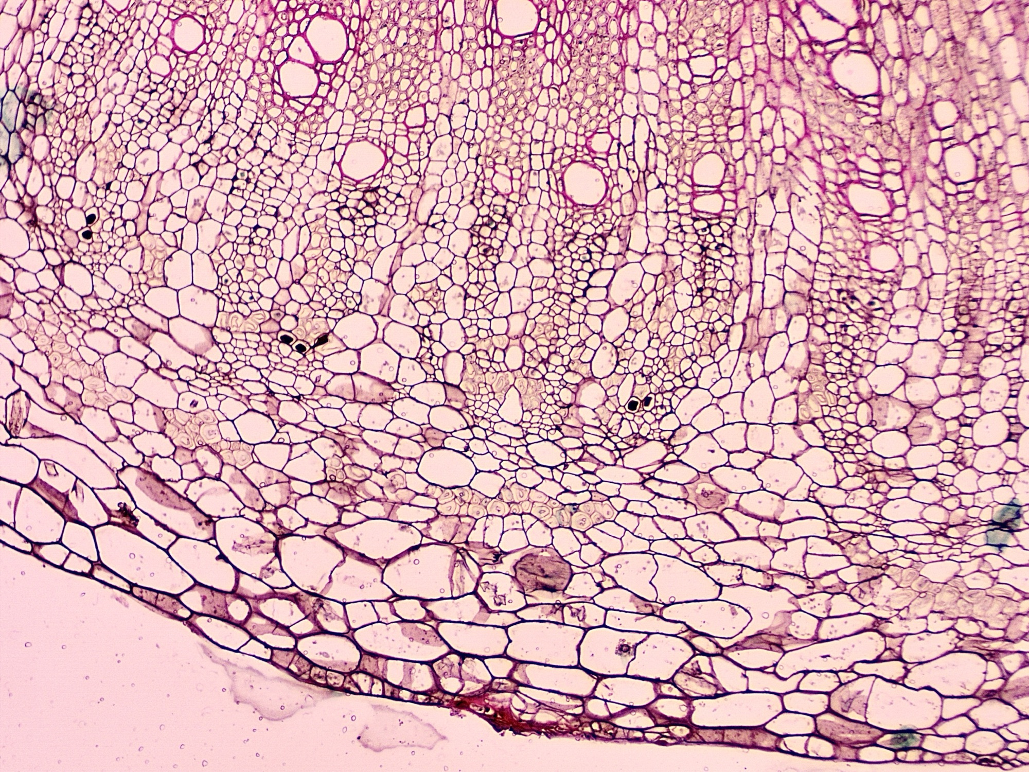 The Microstructure of Leaves: Adaptations for Photosynthesis and Gas Exchange