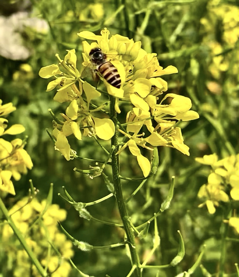 The Symbiotic Relationship Between Bees and Flowers