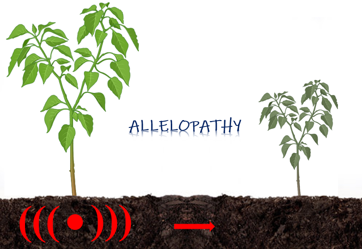 Allelopathy